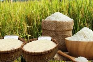 Giá lúa gạo hôm nay ngày 16/11 và tuần qua: Thị trường lặng sóng