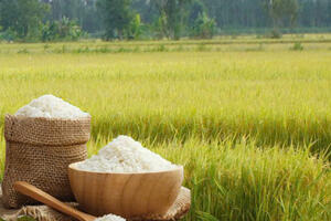 Giá lúa gạo hôm nay ngày 18/11: Gạo xuất khẩu biến động, lúa chững giá