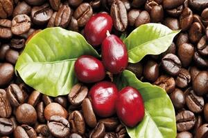 Bản tin nông sản hôm nay (20-11): Giá cà phê tăng mạnh