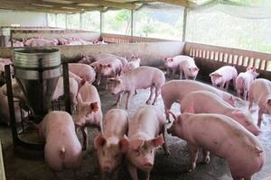 Giá heo hơi hôm nay 22/11/2025: Tiếp đà tăng giá
