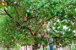 Đồng Nai khơi dậy sức bật mới cho cây điều