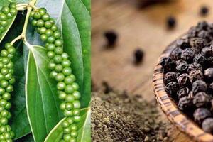 Bản tin nông sản hôm nay (24-11): Giá hồ tiêu và cà phê giữ xu hướng ổn định