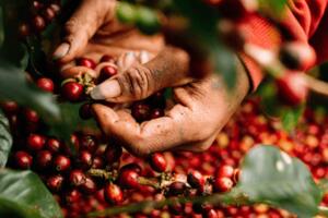 Bản tin nông sản hôm nay (25-11): Giá cà phê giảm nhẹ, hồ tiêu tăng mạnh