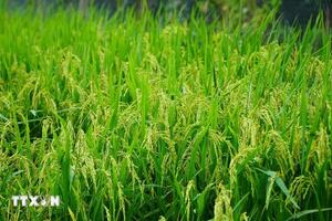 Bản tin nông sản hôm nay (26-11): Giá cà phê giảm, gạo và hồ tiêu bình ổn