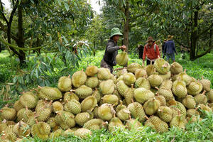 Xuất khẩu sầu riêng: Minh bạch mã số để bảo toàn thị trường tỷ đô