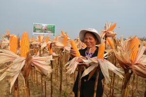 Cây trồng chuyển gen giúp tăng năng suất, cải thiện chất lượng nông sản