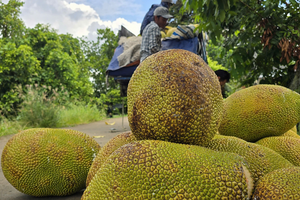 Nông sản Việt rộng cửa vào thị trường Trung Quốc