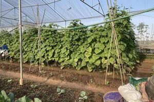 Cận cảnh vùng trồng rau ngoại thành Hà Nội giữa cơn 'sốt' giá