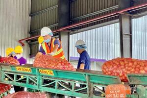 Gia Lai mở rộng hợp tác với Singapore, thúc đẩy xuất khẩu nông sản