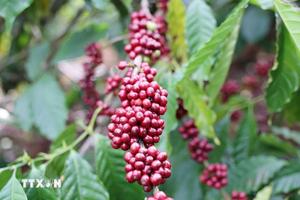 Bản tin nông sản hôm nay (3-12): Giá cà phê trong nước giảm mạnh