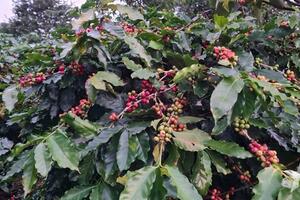 Xuất khẩu nông lâm thủy sản 11 tháng 2025 của Việt Nam đạt 64,01 tỷ USD