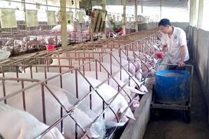 Nguồn cung giảm, giá lợn hơi dự báo tăng