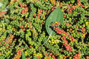 Bản tin nông sản hôm nay (7-12): Giá cà phê tiếp tục tăng mạnh