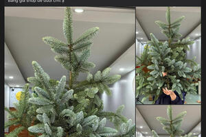 Người dân 'săn lùng' cành thông tươi nhập khẩu đón Giáng sinh