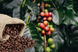 Bản tin nông sản hôm nay (11-12): Giá cà phê và hồ tiêu tăng nhẹ