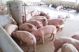 Giá heo hơi hôm nay 11/12/2025: Tăng trở lại