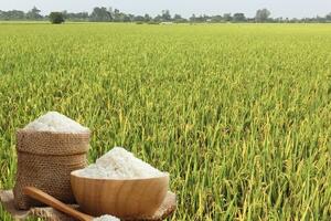 Giá lúa gạo hôm nay ngày 15/12: Nguồn cung ít, giá bình ổn