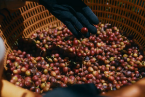 Từ nông trại đến người tiêu dùng: Hành trình của thương hiệu cà phê Việt 