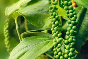 Bản tin nông sản hôm nay (16-12): Giá hồ tiêu giảm nhẹ