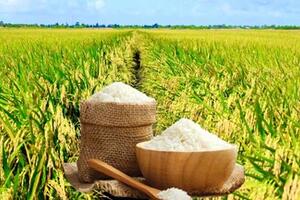 Giá lúa gạo hôm nay ngày 28/12 và tuần qua: Lúa tươi tăng đầu tuần