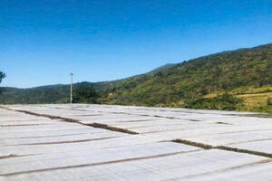 Phát triển làng nghề miến dong Phia Đén gắn với xây dựng nông thôn mới