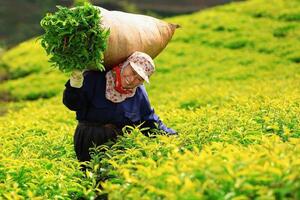 Bộ Công Thương nỗ lực, giải phóng thành công gần 500 container chè kẹt tại Pakistan