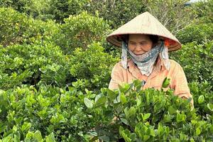 Phú Thọ: Làng hoa Đức Bác vào vụ tết, nông dân chạy đua với thị trường