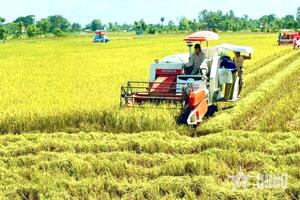 Nông nghiệp xanh nâng tầm giá trị gạo Việt