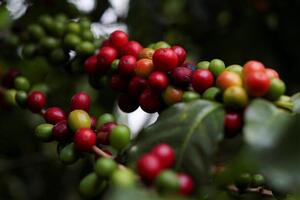 Bản tin nông sản hôm nay (7-1): Giá cà phê giảm, giá hồ tiêu bật tăng