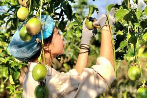 Gia Lai: Mở đường cho nông sản bước sâu vào 'sân chơi' toàn cầu