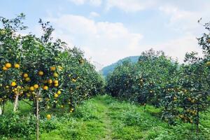 Cam xứ Nghệ nâng tầm giá trị