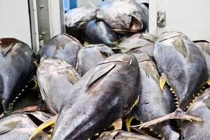 VASEP dự báo xuất khẩu cá ngừ sang Tây Ban Nha sẽ tăng nhẹ