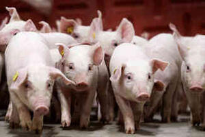 Giá heo hơi hôm nay 19/1/2026: Tăng đồng loạt tại miền Trung, miền Nam