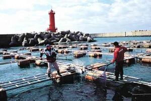 Hàn Quốc tuyển thêm lao động nước ngoài để nuôi trồng thủy sản