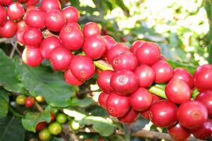 Bản tin nông sản hôm nay (26-1): Giá cà phê neo cao