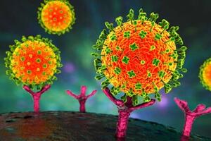 Virus Nipah gây tử vong cao, Việt Nam tăng cường ứng phó