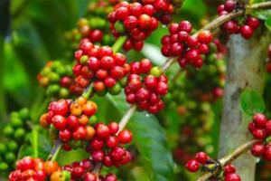 Bản tin nông sản hôm nay (3-2): Giá cà phê tăng nhẹ