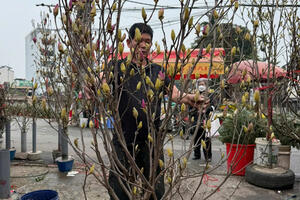 Hoa mộc lan gây 'sốt', giá tiền triệu vẫn hút khách dịp tết Nguyên đán