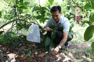 Hành trình của mận hồng Sân Tiên trên đất Cù Lao Dung