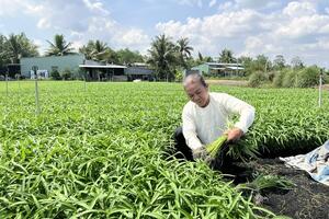 TP. Cần Thơ: Tăng tốc sản xuất nông sản, đáp ứng thị trường Tết 2026