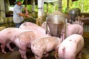 Giá heo hơi hôm nay 9/2/2026: Tiếp tục giảm nhiều nơi