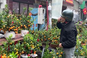 Quất bonsai hút khách dịp Tết