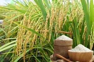 Giá lúa gạo hôm nay ngày 1/3 và tuần qua: Giao dịch trầm lắng