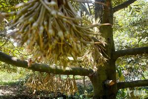 Cạnh tranh bằng việc nâng cao hơn nữa chất lượng sản phẩm nông nghiệp