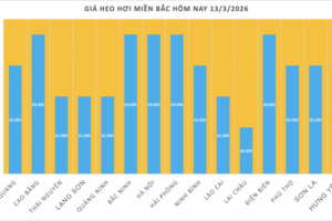 Giá heo hơi hôm nay 13/3/2026: Biến động trái chiều