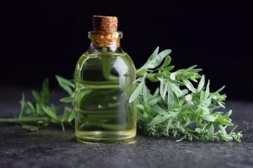 Vì sao phụ nữ mang thai 3 tháng đầu không nên ăn rau ngải cứu?
