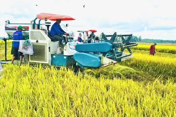 Giá lúa gạo hôm nay ngày 4/8: Gạo biến động nhẹ, lúa chững giá