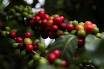 Bản tin nông sản hôm nay (6-11): Giá cà phê giảm nhẹ