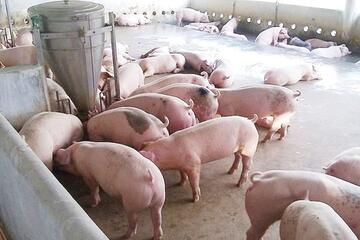 Giá heo hơi hôm nay 26/12/2025: Biến động trái chiều