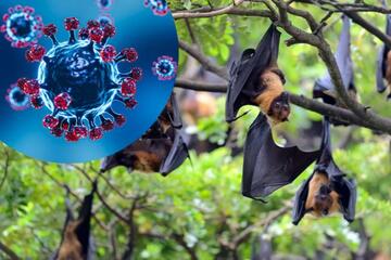Hà Nội: Sẵn sàng ứng phó dịch bệnh do virus Nipah xâm nhập